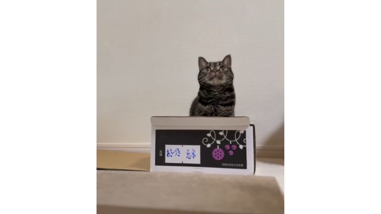 箱に入る猫