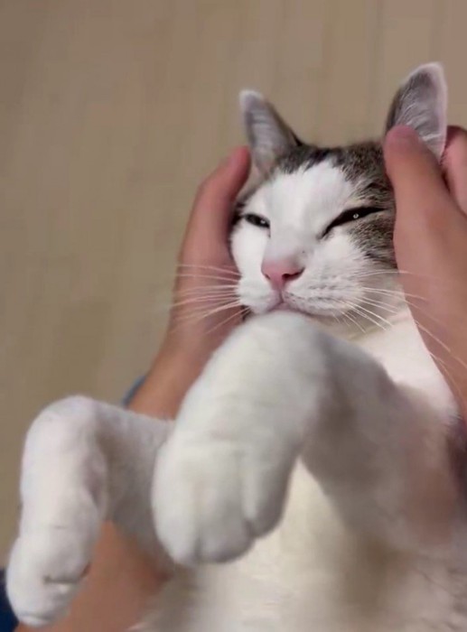マッサージされている猫
