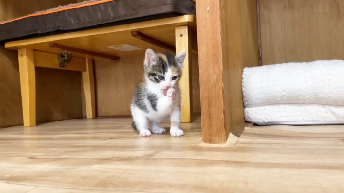 グルーミングする子猫