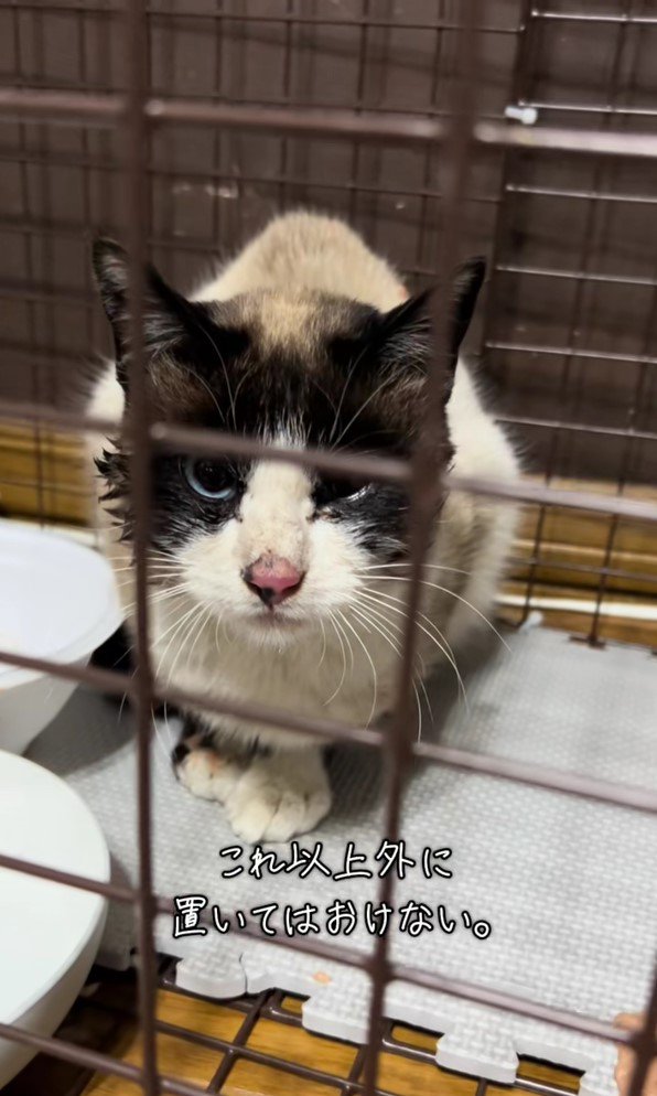 ぼろぼろのしろちゃん