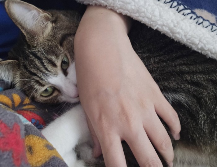 人の腕の中にいる猫