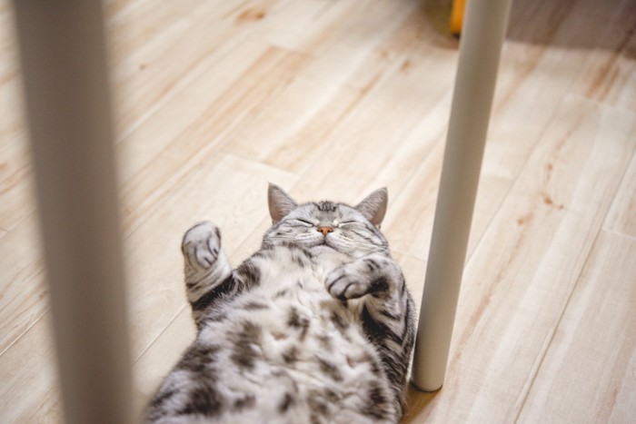 家具の間で仰向けになる猫