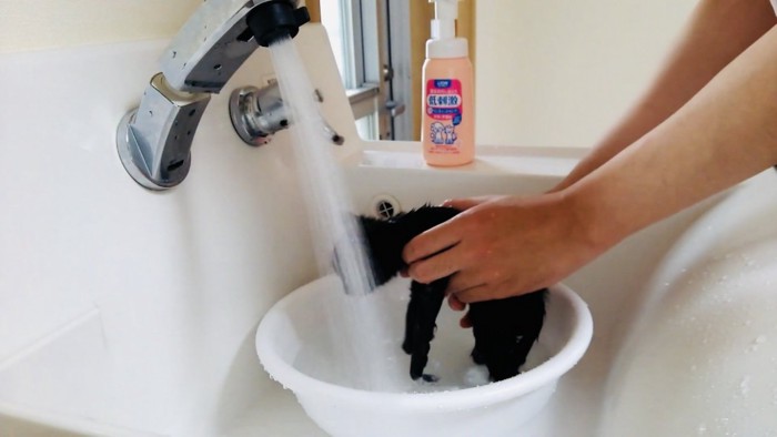 洗面器の中でパパに洗われる子猫