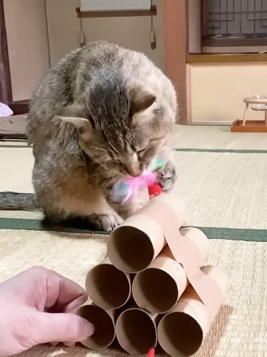 おもちゃで遊ぶ猫