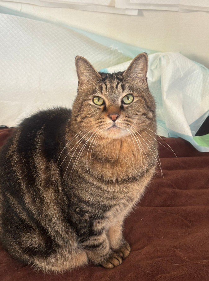 カメラ目線の猫