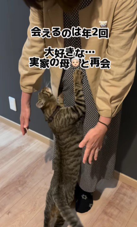 女性に甘える猫