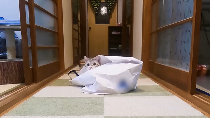 紙袋から顔を出す猫