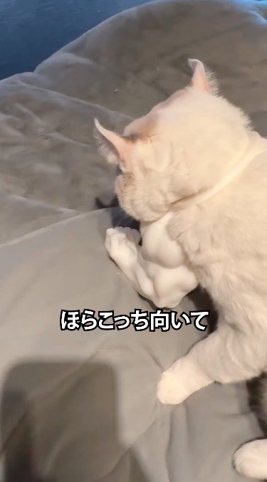 首から白い腕のおもちゃを着けた猫の後ろ姿