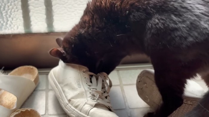 靴の中に顔を入れたアップ