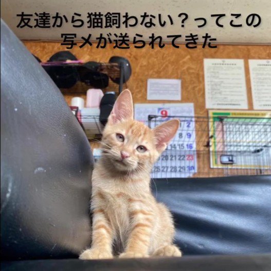 座る子猫