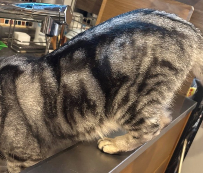 猫のおしり反対側