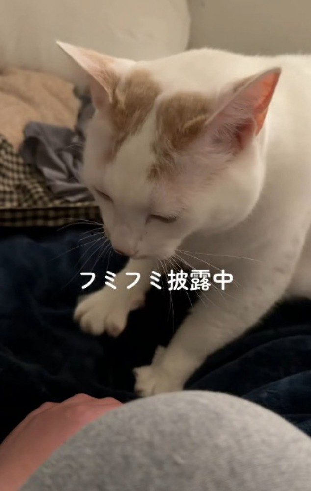 ベッドに置いてある毛布を前足で踏む猫