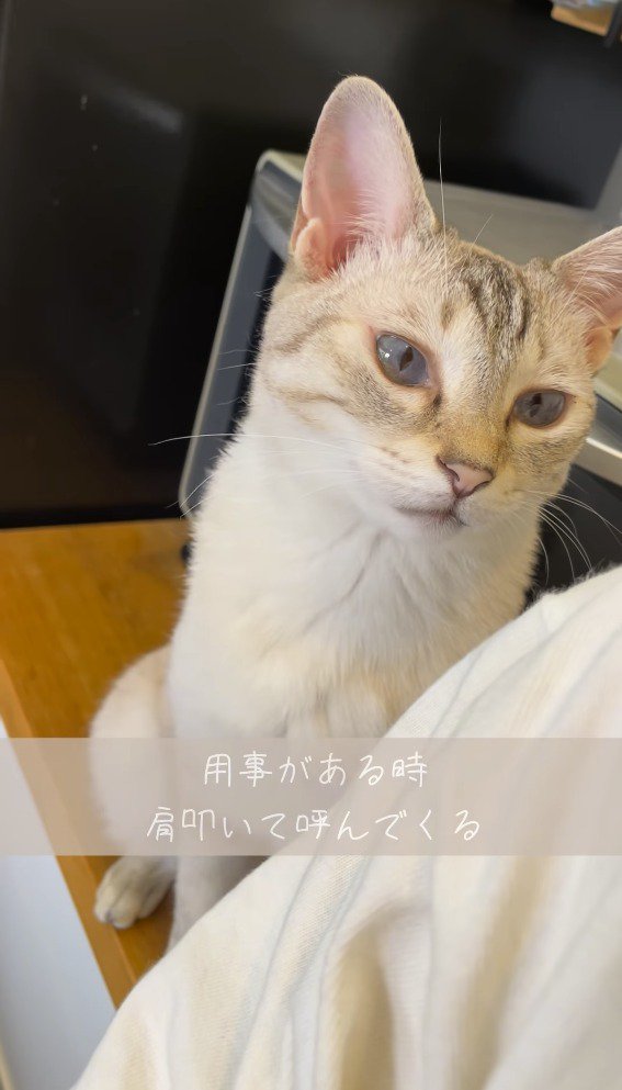 飼い主から視線をそらす猫