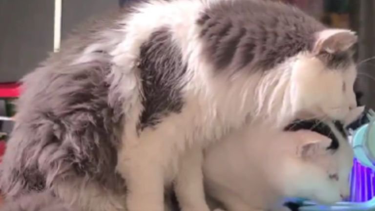 知育玩具の前にいる猫たち