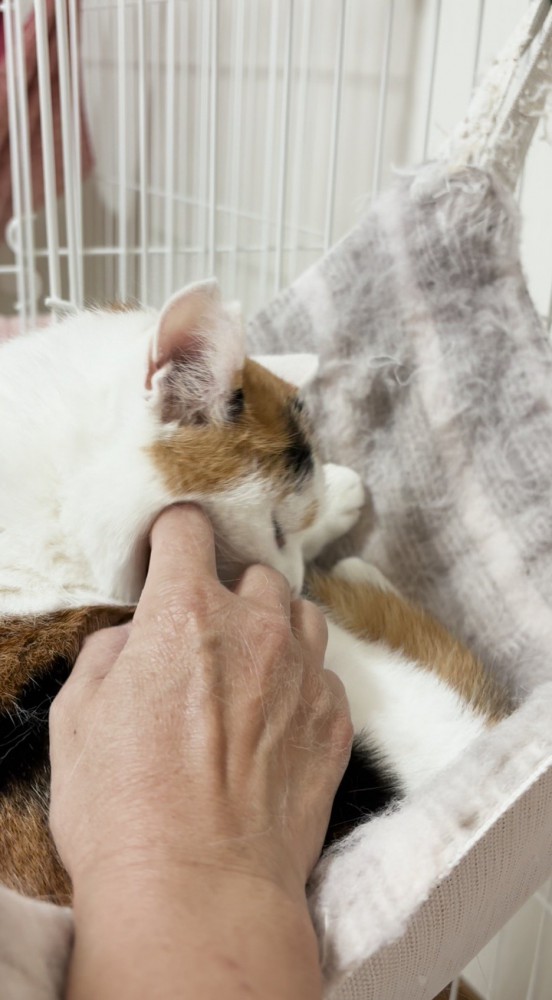 くつろいでいる猫を撫でる投稿者