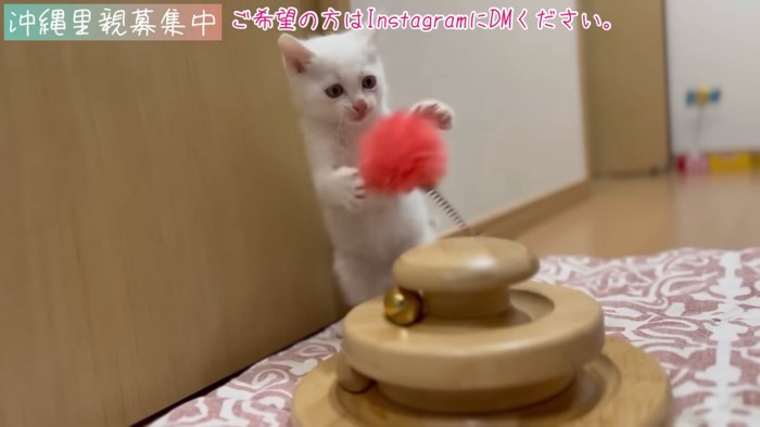 立っておもちゃで遊ぶ子猫