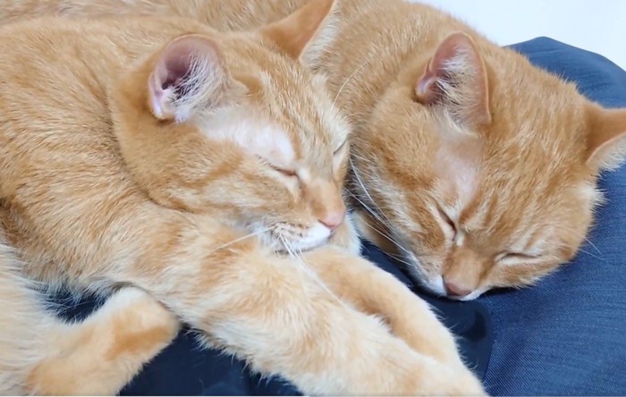 寄り添って眠る2匹の猫