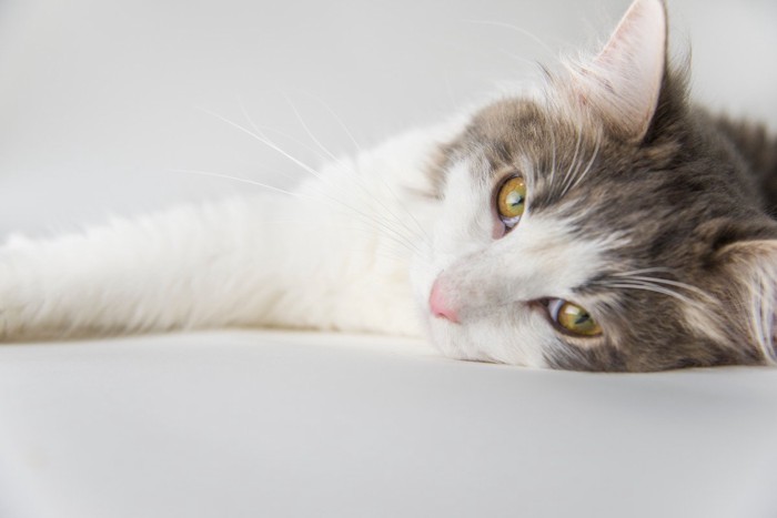 横になる猫