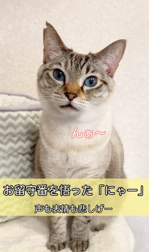 白いマットの上でお座りをしている猫「んぁ〜」