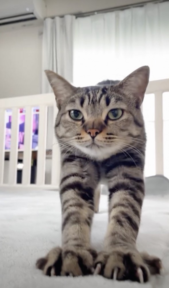 起き上がる猫