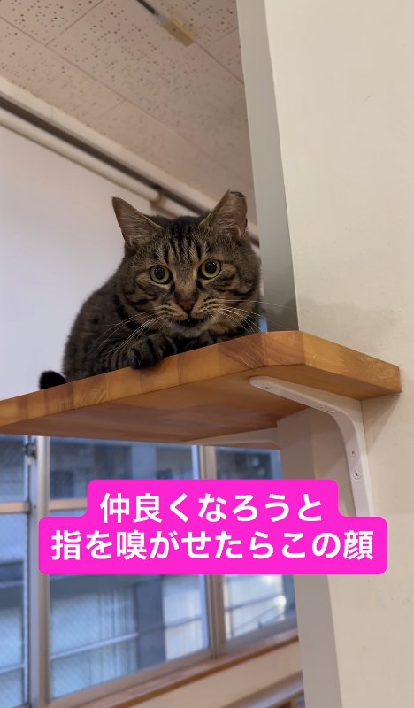 棚の上で目を丸くしながら香箱座りをしている猫（右前足だけ前に出ている）