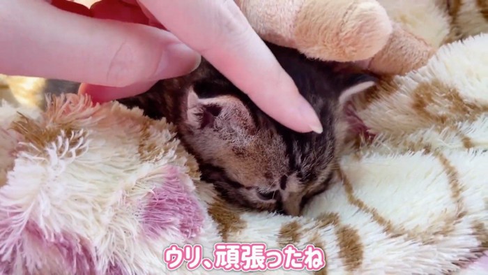 ぬいぐるみの下に隠れる赤ちゃん猫