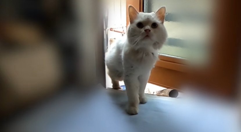 慎重に室内へ足を踏み入れるシロちゃん