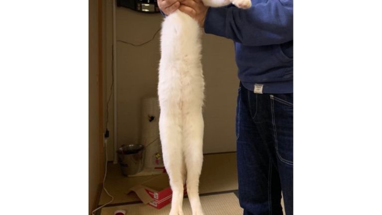 持ち上げられている猫