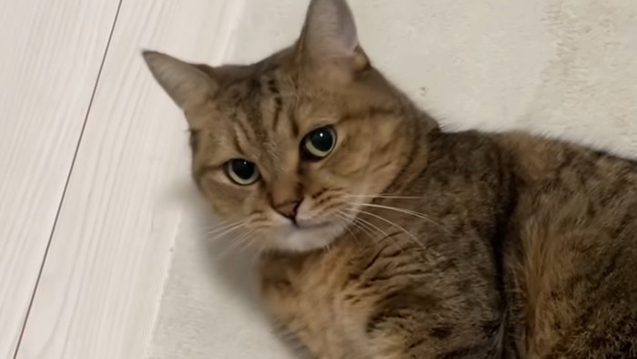 飼い主をじっと見つめるミヌエット