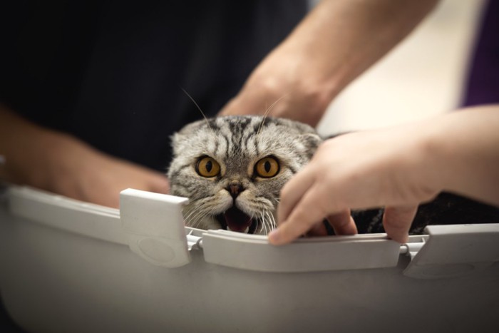 病院でも鳴いている猫