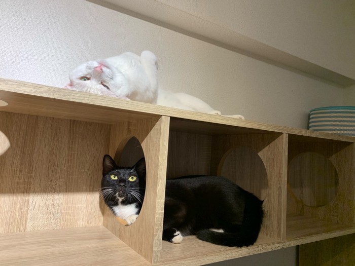 仰向けの白猫