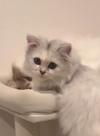 困り顔の白猫(アップ)