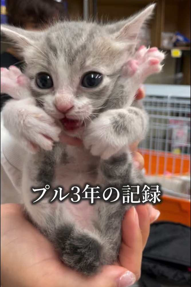 人の手のひらに乗る子猫
