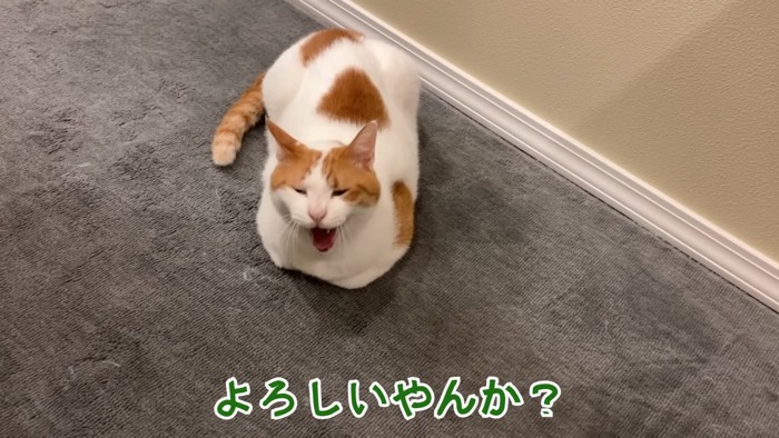 不思議そうな師匠