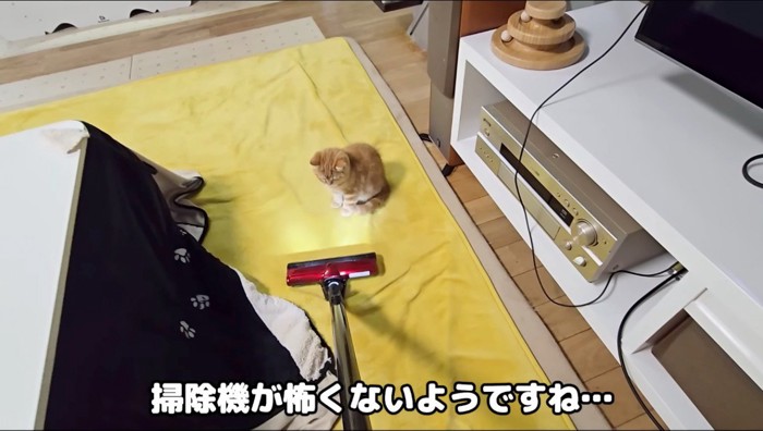 飼い主が持っている掃除機を見つめる子猫