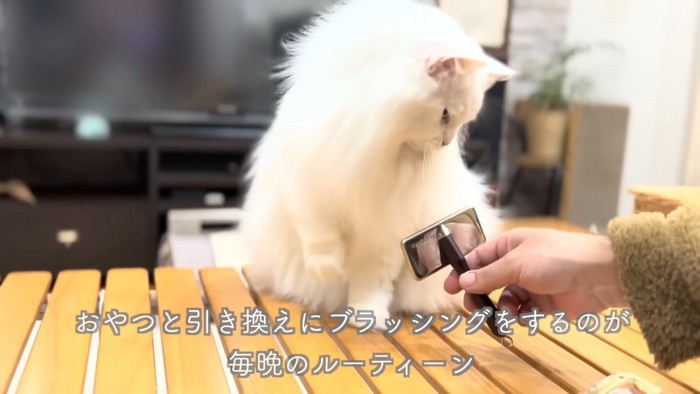 ブラシをにらむシロちゃん