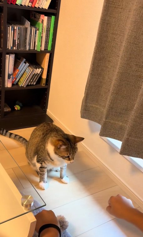 猫の前で右手と左手のこぶしを握って見せる