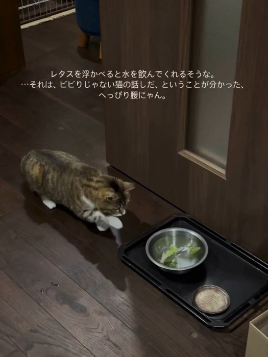 レタスが入った水飲みボウルに近づく猫
