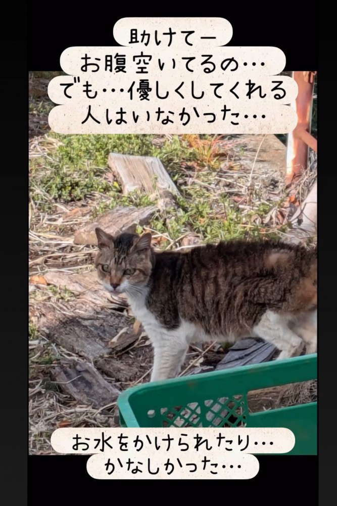 外にいる猫