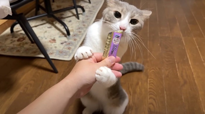 おやつを持った投稿者の手にしがみつく猫