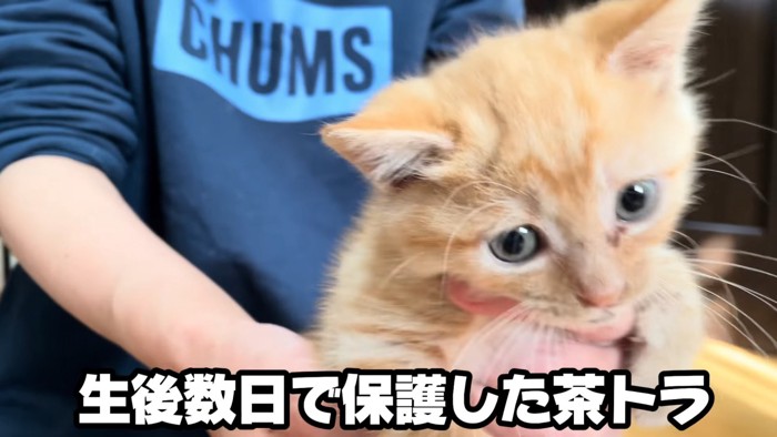 抱っこされる茶トラの子猫