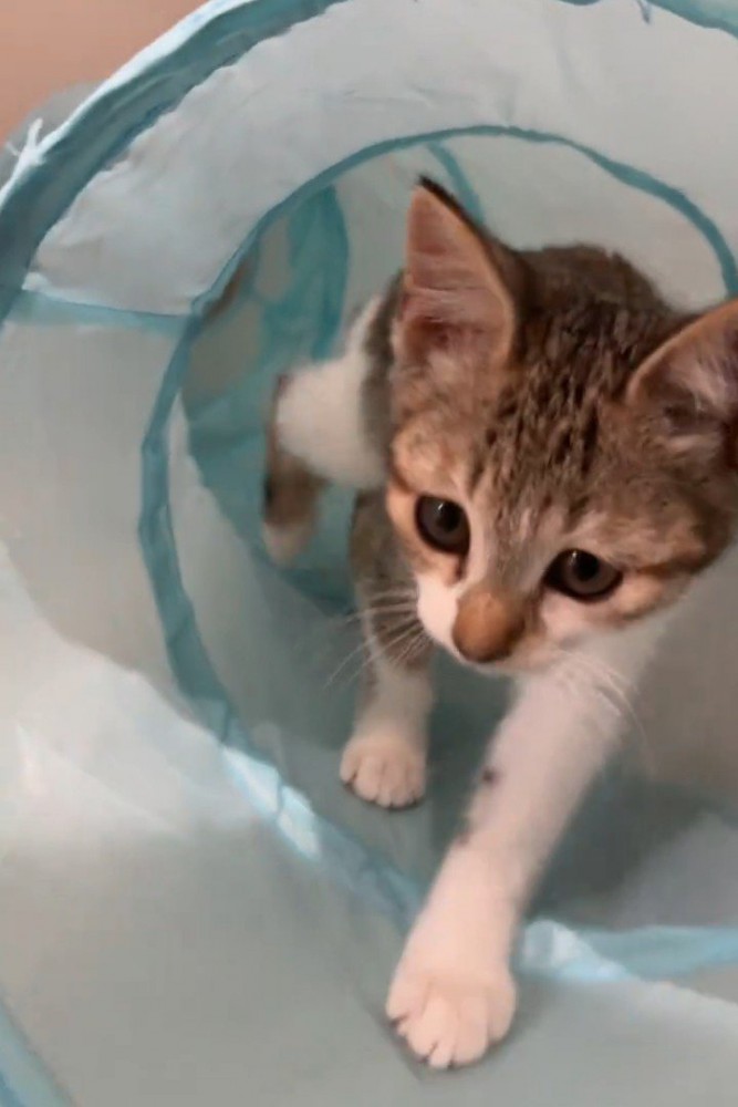 トンネルの中を歩く子猫