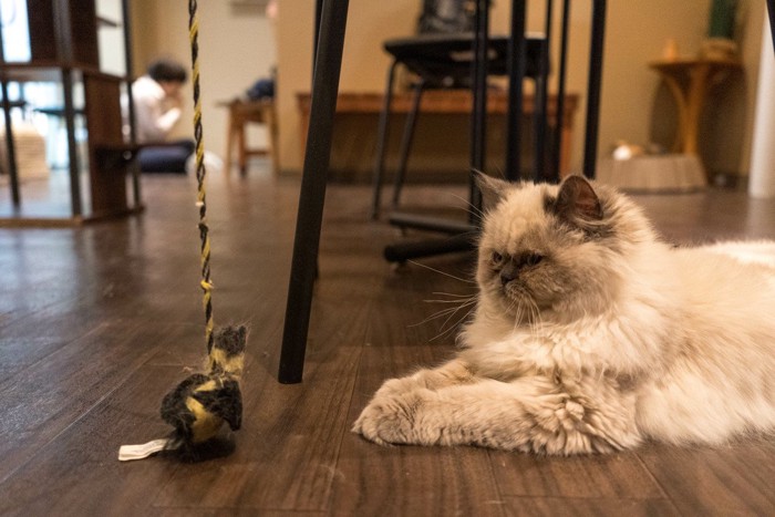猫じゃらしに興味がない、文句言いたげな猫