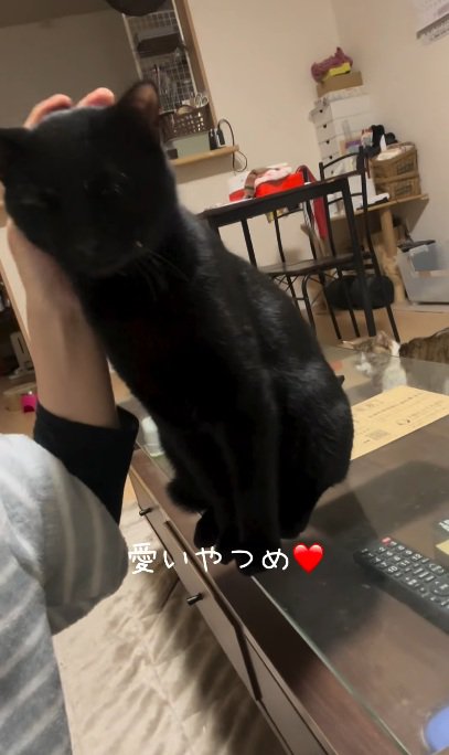 撫でられている黒猫