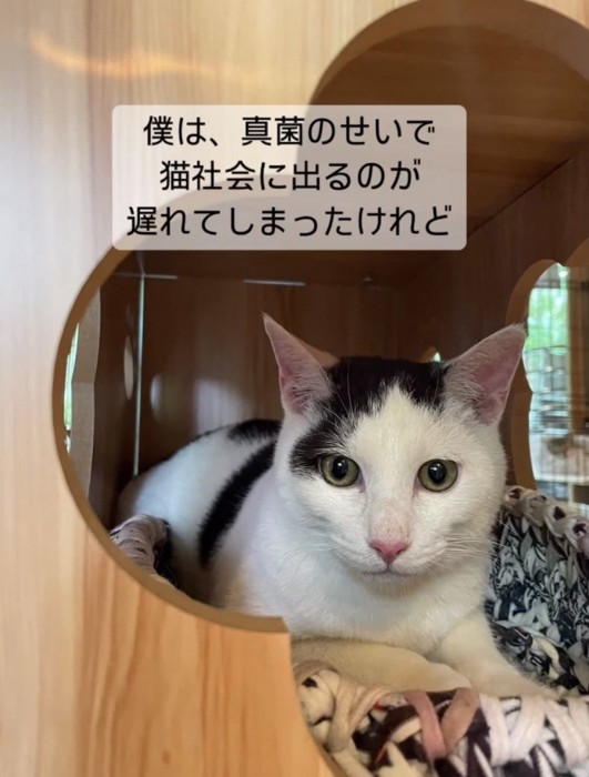 正面を見る猫