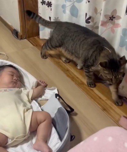 再び赤ちゃんを気にする猫