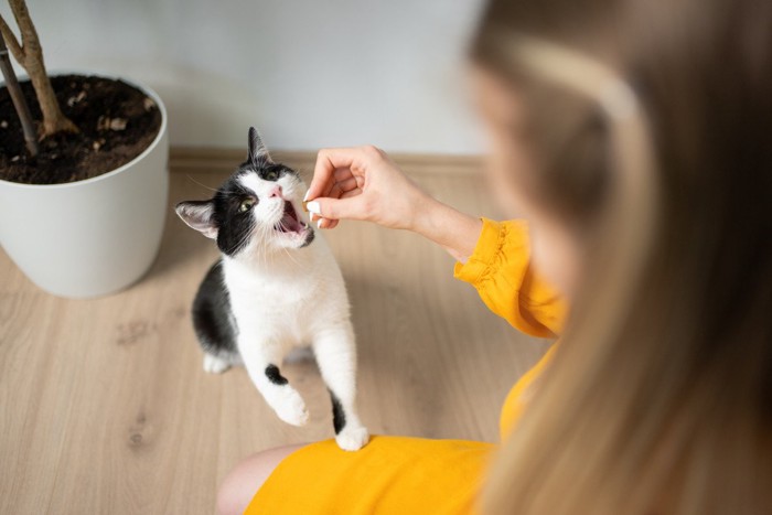 口を開けておやつをもらう猫