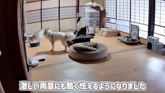 「激しい雨音...」のテロップ写真