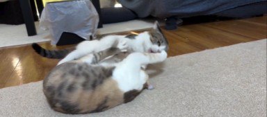取っ組み合いをしている猫
