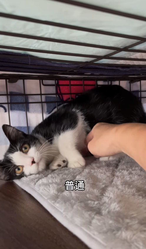 保護主に撫でられて甘えているハチワレ子猫